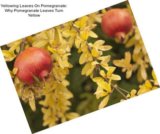 Yellowing Leaves On Pomegranate: Why Pomegranate Leaves Turn Yellow