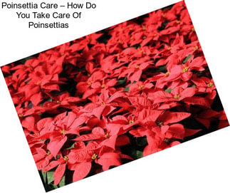 Poinsettia Care – How Do You Take Care Of Poinsettias