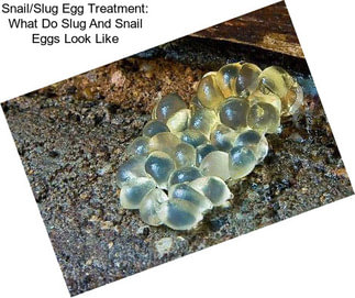 Snail/Slug Egg Treatment: What Do Slug And Snail Eggs Look Like