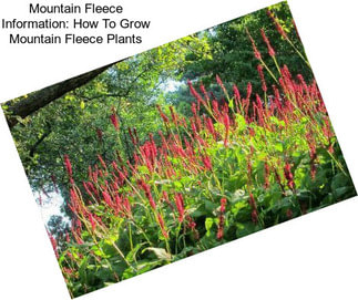 Mountain Fleece Information: How To Grow Mountain Fleece Plants