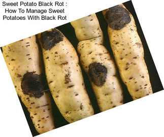 Sweet Potato Black Rot : How To Manage Sweet Potatoes With Black Rot