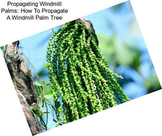 Propagating Windmill Palms: How To Propagate A Windmill Palm Tree