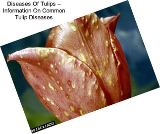 Diseases Of Tulips – Information On Common Tulip Diseases