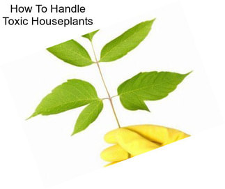How To Handle Toxic Houseplants