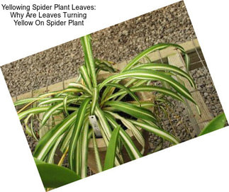 Yellowing Spider Plant Leaves: Why Are Leaves Turning Yellow On Spider Plant