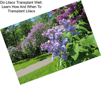 Do Lilacs Transplant Well: Learn How And When To Transplant Lilacs