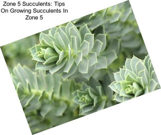 Zone 5 Succulents: Tips On Growing Succulents In Zone 5