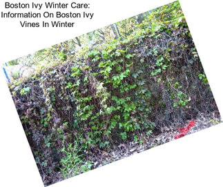 Boston Ivy Winter Care: Information On Boston Ivy Vines In Winter