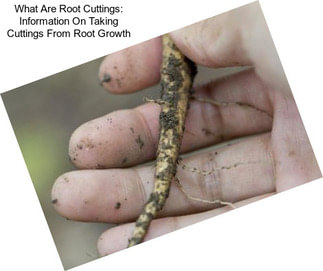 What Are Root Cuttings: Information On Taking Cuttings From Root Growth