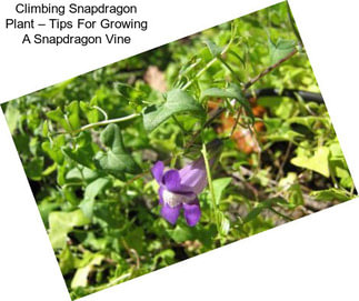 Climbing Snapdragon Plant – Tips For Growing A Snapdragon Vine