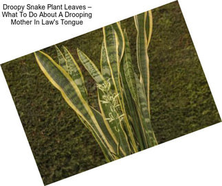 Droopy Snake Plant Leaves – What To Do About A Drooping Mother In Law\'s Tongue