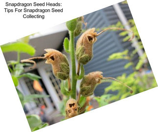 Snapdragon Seed Heads: Tips For Snapdragon Seed Collecting