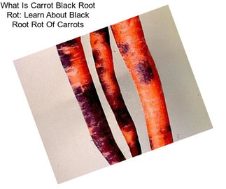 What Is Carrot Black Root Rot: Learn About Black Root Rot Of Carrots