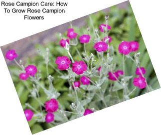 Rose Campion Care: How To Grow Rose Campion Flowers