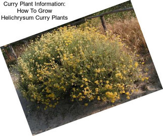 Curry Plant Information: How To Grow Helichrysum Curry Plants