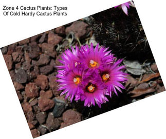 Zone 4 Cactus Plants: Types Of Cold Hardy Cactus Plants