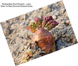 Planting Bare Root Rhubarb – Learn When To Plant Dormant Rhubarb Roots