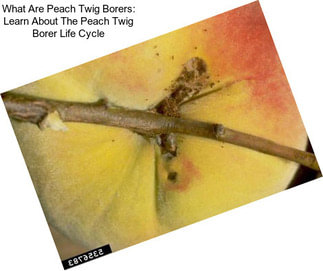 What Are Peach Twig Borers: Learn About The Peach Twig Borer Life Cycle