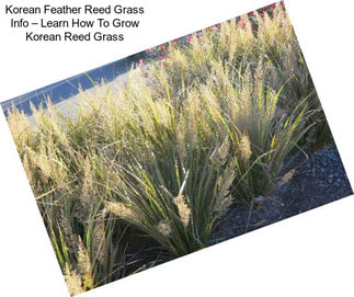 Korean Feather Reed Grass Info – Learn How To Grow Korean Reed Grass