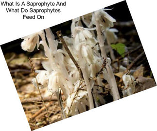 What Is A Saprophyte And What Do Saprophytes Feed On