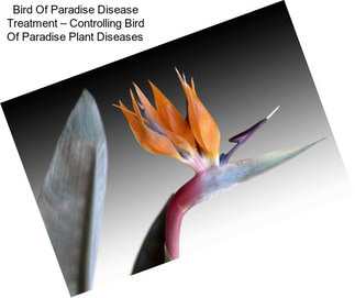 Bird Of Paradise Disease Treatment – Controlling Bird Of Paradise Plant Diseases