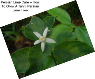 Persian Lime Care – How To Grow A Tahiti Persian Lime Tree
