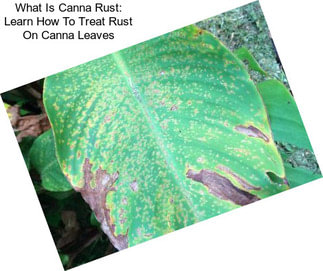 What Is Canna Rust: Learn How To Treat Rust On Canna Leaves