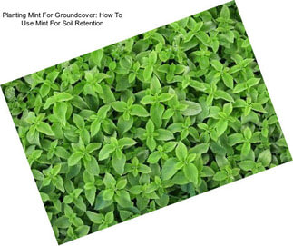 Planting Mint For Groundcover: How To Use Mint For Soil Retention