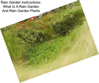 Rain Garden Instructions: What Is A Rain Garden And Rain Garden Plants