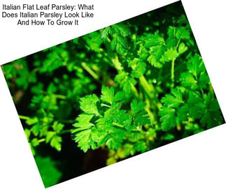 Italian Flat Leaf Parsley: What Does Italian Parsley Look Like And How To Grow It