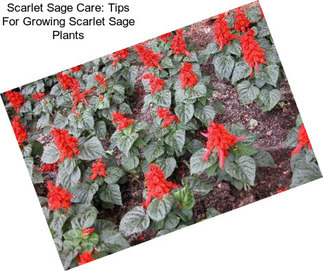 Scarlet Sage Care: Tips For Growing Scarlet Sage Plants