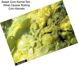 Sweet Corn Kernel Rot : What Causes Rotting Corn Kernels
