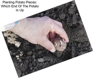 Planting Potato Pieces: Which End Of The Potato Is Up