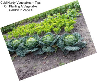 Cold Hardy Vegetables – Tips On Planting A Vegetable Garden In Zone 4