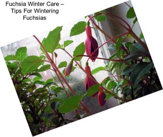 Fuchsia Winter Care – Tips For Wintering Fuchsias