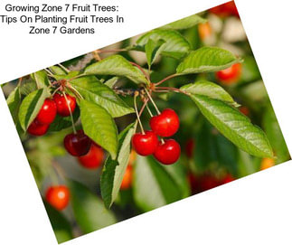 Growing Zone 7 Fruit Trees: Tips On Planting Fruit Trees In Zone 7 Gardens