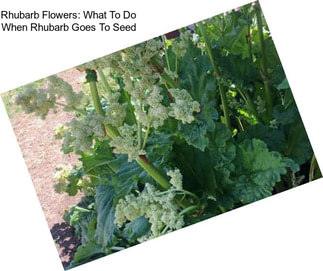 Rhubarb Flowers: What To Do When Rhubarb Goes To Seed