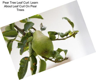 Pear Tree Leaf Curl: Learn About Leaf Curl On Pear Trees