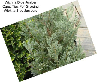 Wichita Blue Juniper Care: Tips For Growing Wichita Blue Junipers