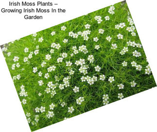 Irish Moss Plants – Growing Irish Moss In the Garden