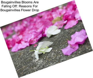 Bougainvillea Blooms Are Falling Off: Reasons For Bougainvillea Flower Drop