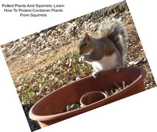 Potted Plants And Squirrels: Learn How To Protect Container Plants From Squirrels