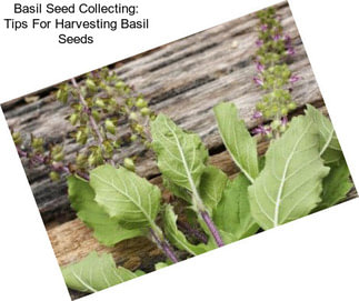 Basil Seed Collecting: Tips For Harvesting Basil Seeds