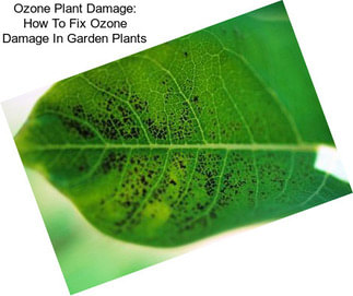 Ozone Plant Damage: How To Fix Ozone Damage In Garden Plants