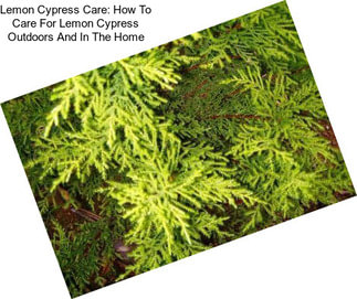 Lemon Cypress Care: How To Care For Lemon Cypress Outdoors And In The Home