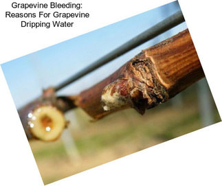 Grapevine Bleeding: Reasons For Grapevine Dripping Water