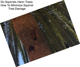 Do Squirrels Harm Trees: How To Minimize Squirrel Tree Damage