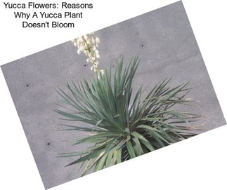 Yucca Flowers: Reasons Why A Yucca Plant Doesn\'t Bloom