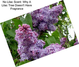 No Lilac Scent: Why A Lilac Tree Doesn\'t Have Fragrance