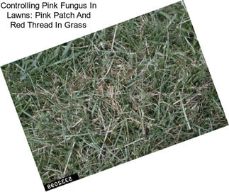 Controlling Pink Fungus In Lawns: Pink Patch And Red Thread In Grass